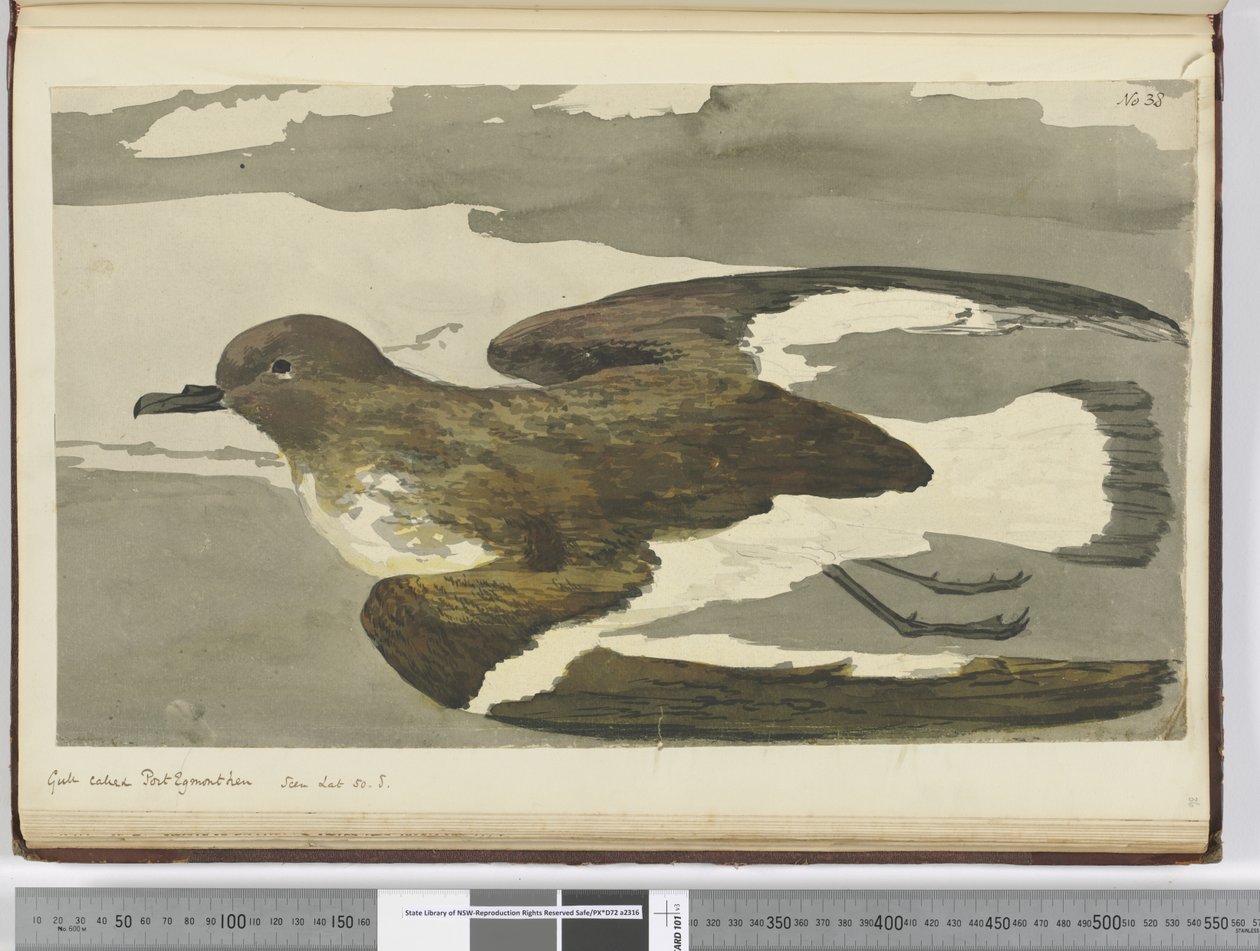 Goéland appelé poule de Port Egmont. Vu en lat. 50 S., 1772-75 - Isaac Smith