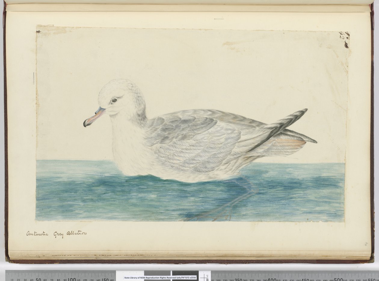 Albatros gris antarctique, 1772-75 - Isaac Smith