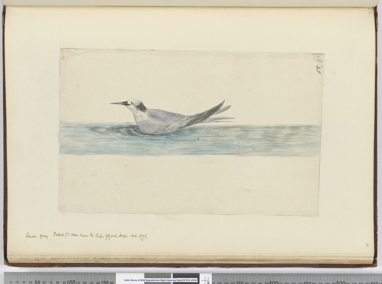 Petit pétrel gris (?) vu près du Cap de Bonne-Espérance. Oct. 1772, 1772-75 - Isaac Smith