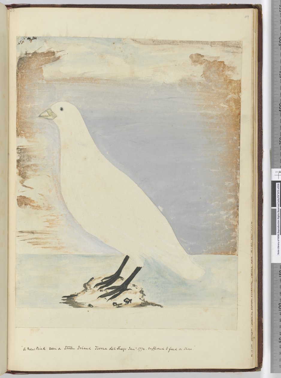 Un nouvel oiseau vu sur l