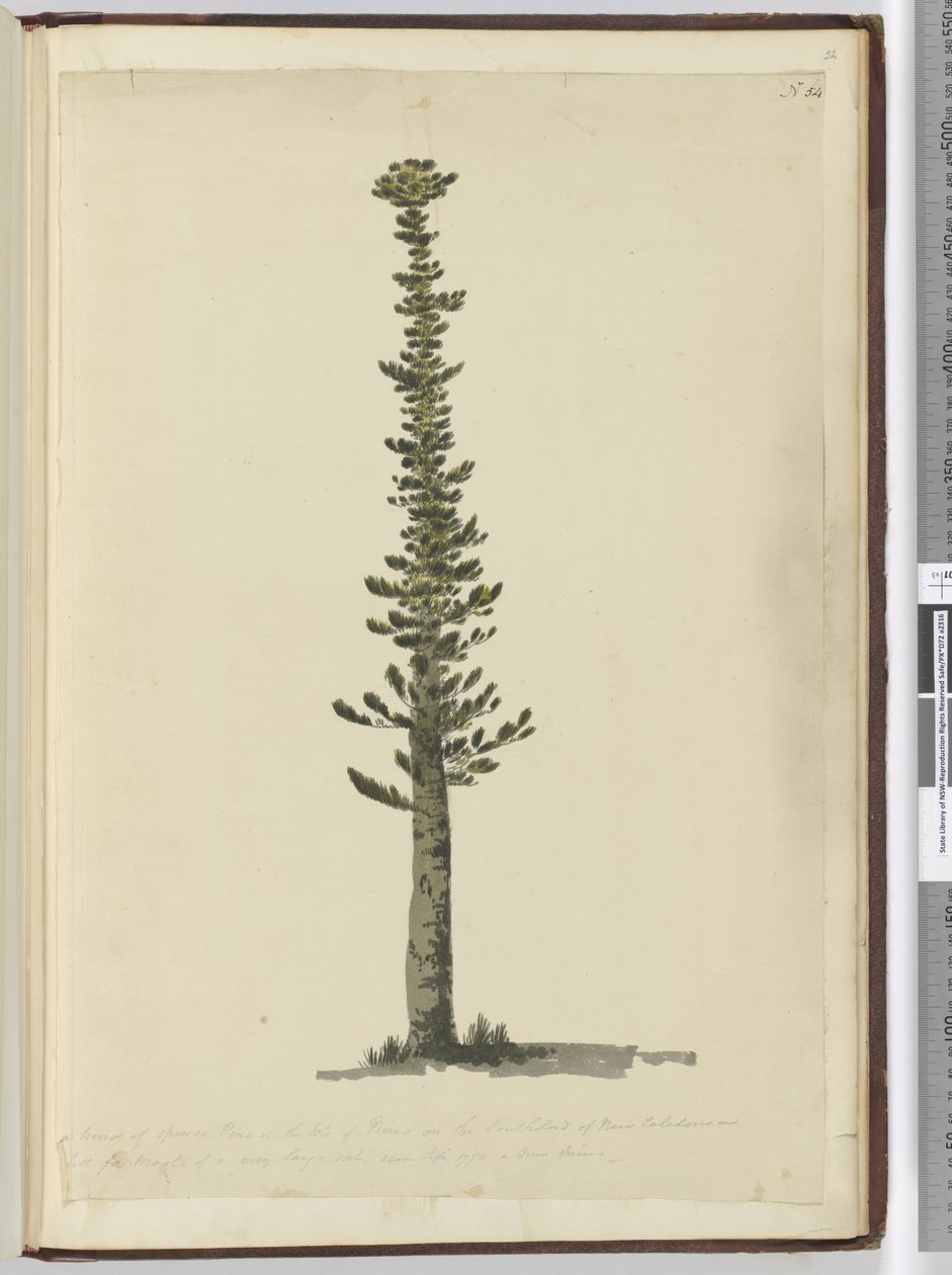 Type de pin épicéa sur l