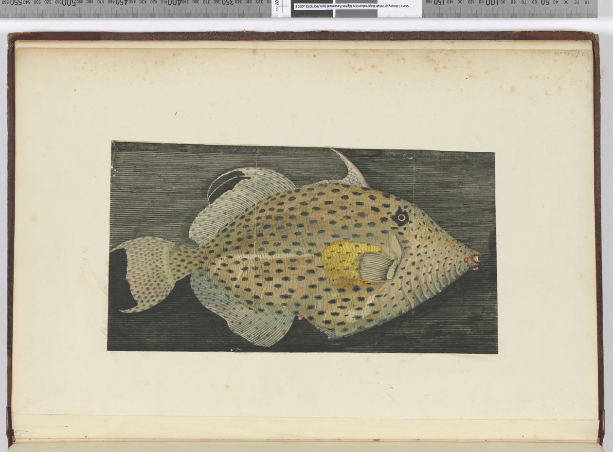 Un poisson appelé Vieille de S. Jago, 1772-75 - Isaac Smith