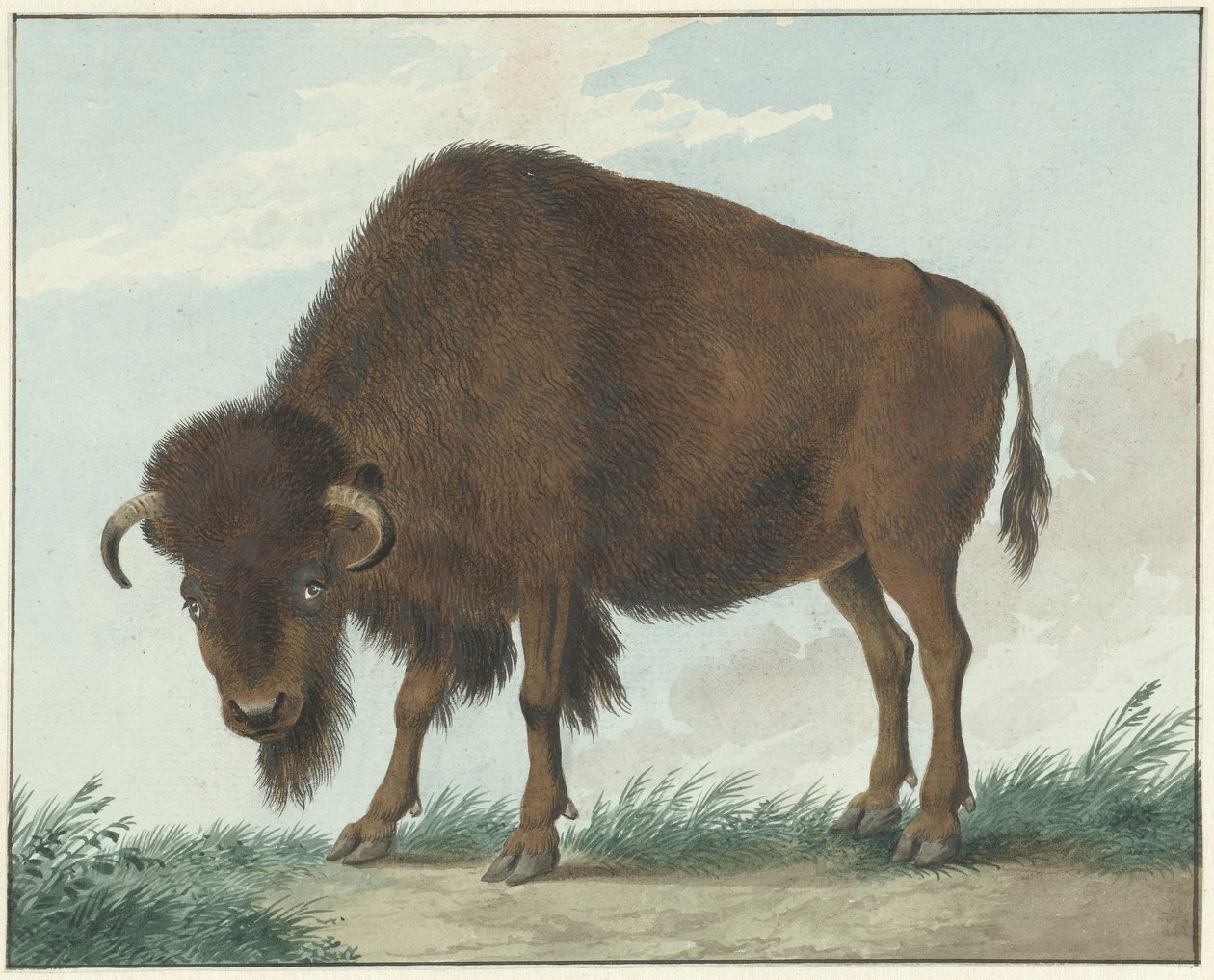 Bison - Isaac van Haastert