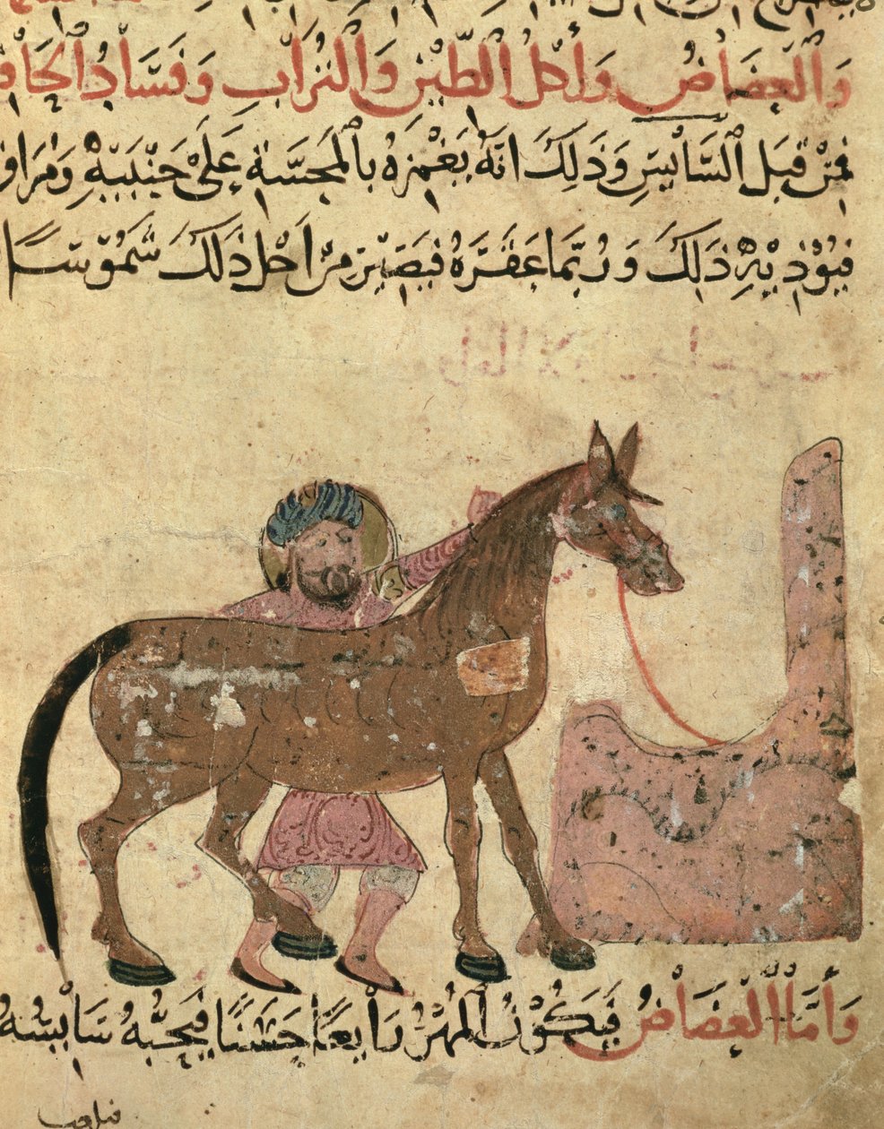 Soins du cheval, illustration du 