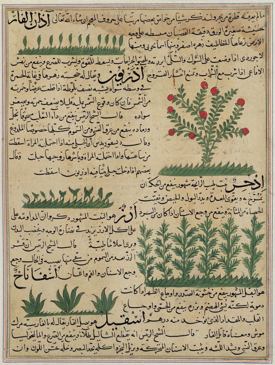 Ms E-7 fol. 142b Plantes botaniques, illustration de 