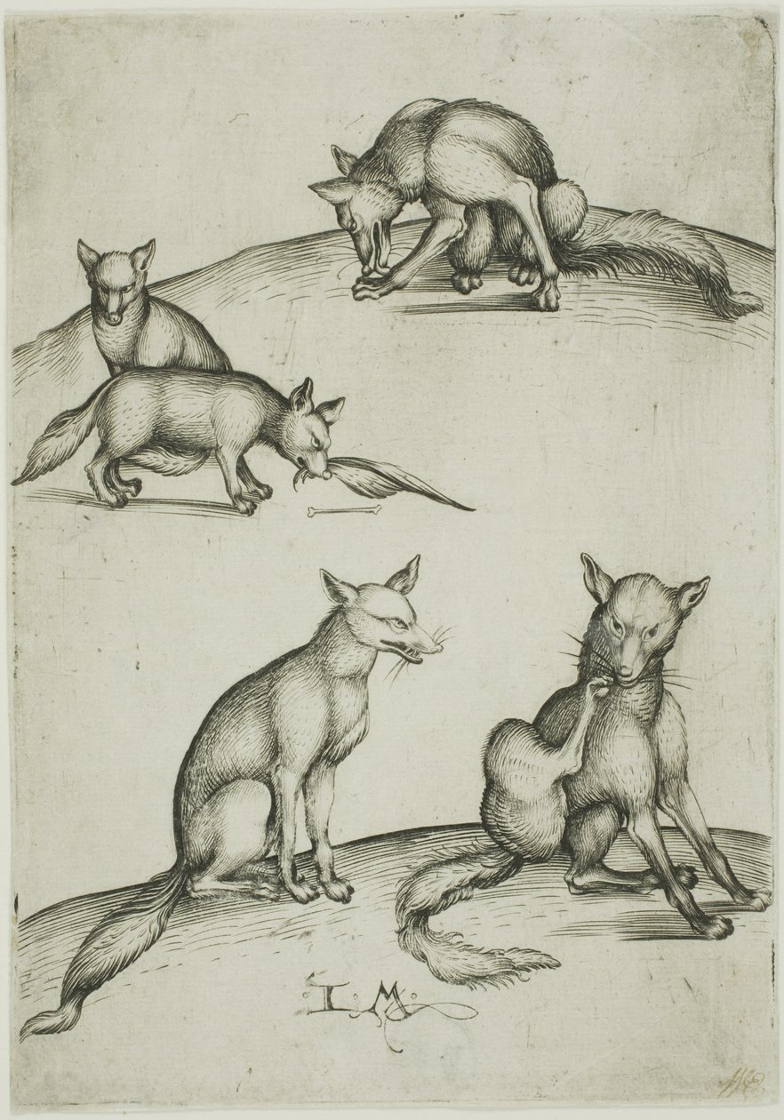 Les cinq renards - Israhel van Meckenem the younger