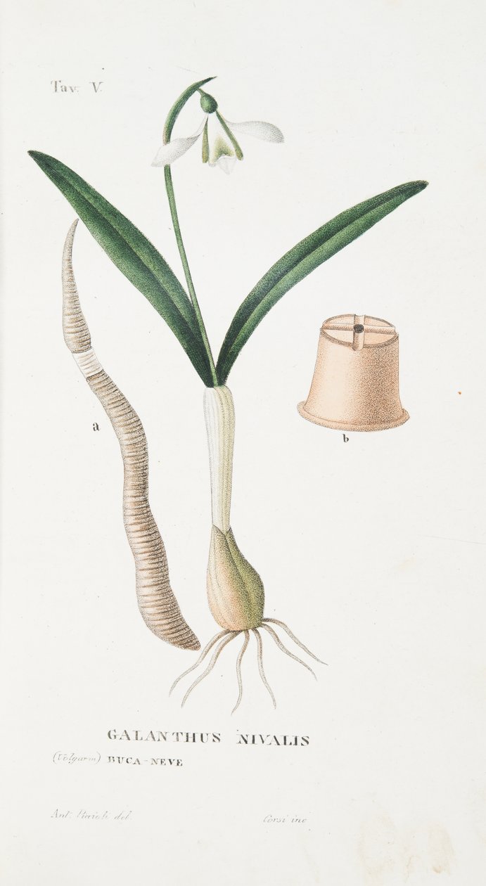 Galanthus Nivalis, Planche V, de L