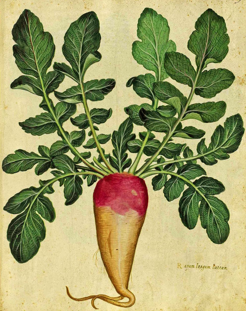 Navet Long par Ulisse Aldrovandi (1522 – 1605) planche publiée dans Piante Fiori Frutti - Italian School
