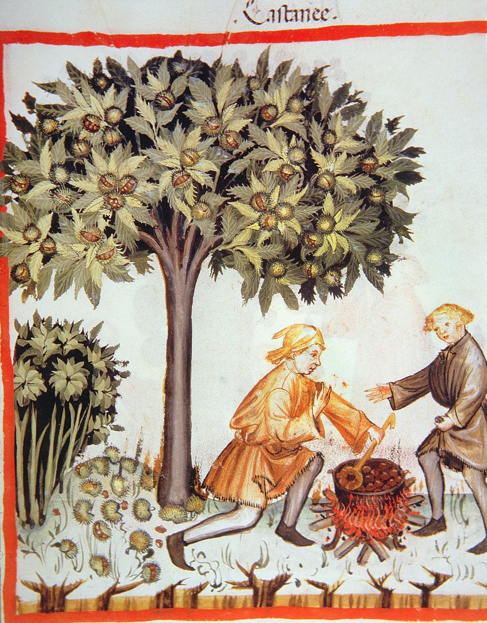 Récolte et cuisson des châtaignes, du Tacuinum Sanitatis Codex Vindobonensis - Italian School