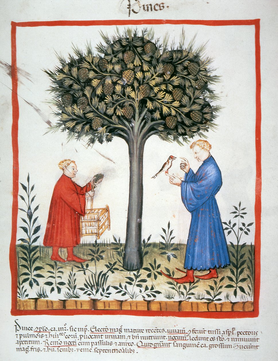 Nova 2644 fol.19v Récolte de pommes de pin, Tacuinum Sanitatis - Italian School