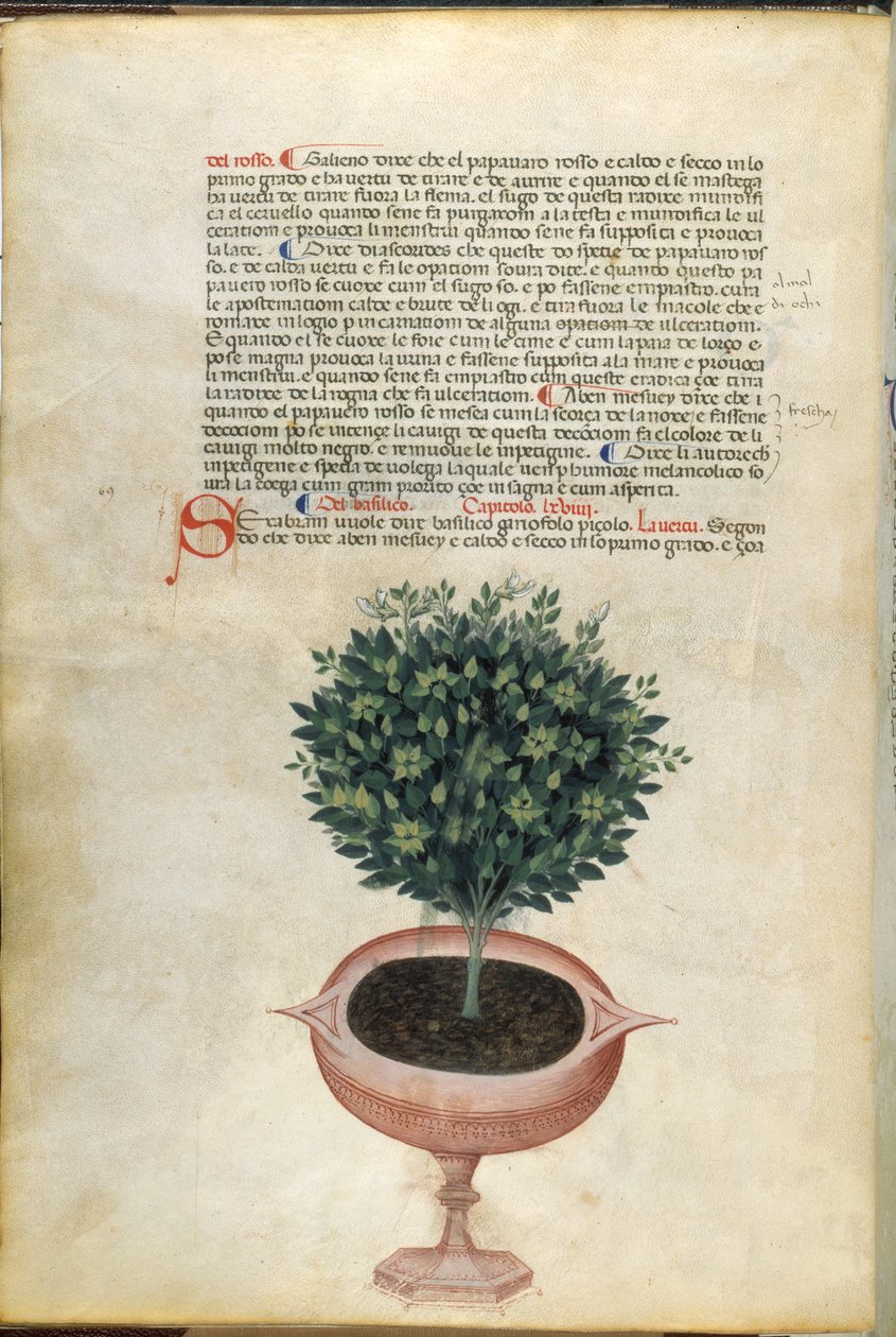 Un plant de basilic dans un pot, illustration du 