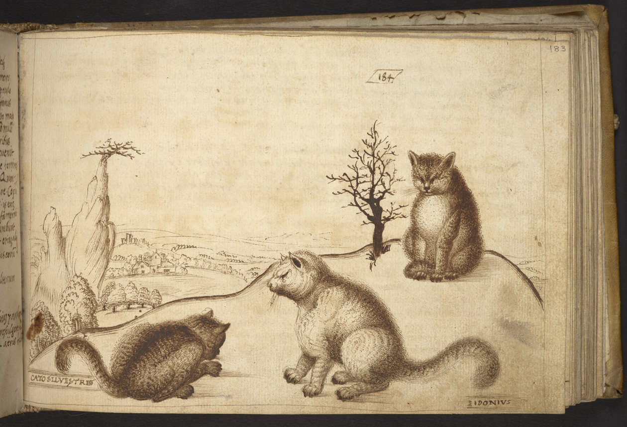 Chats sauvages (