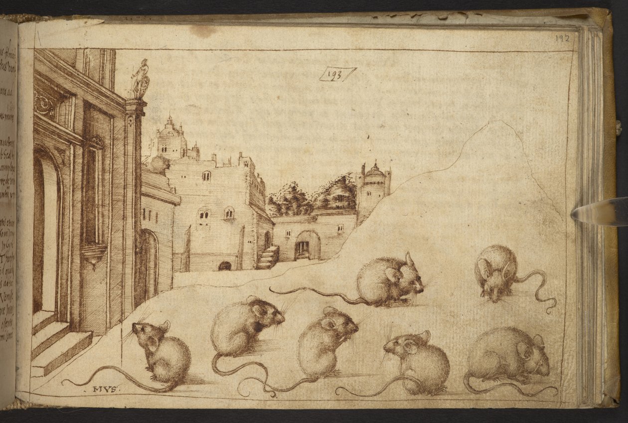 Des souris (