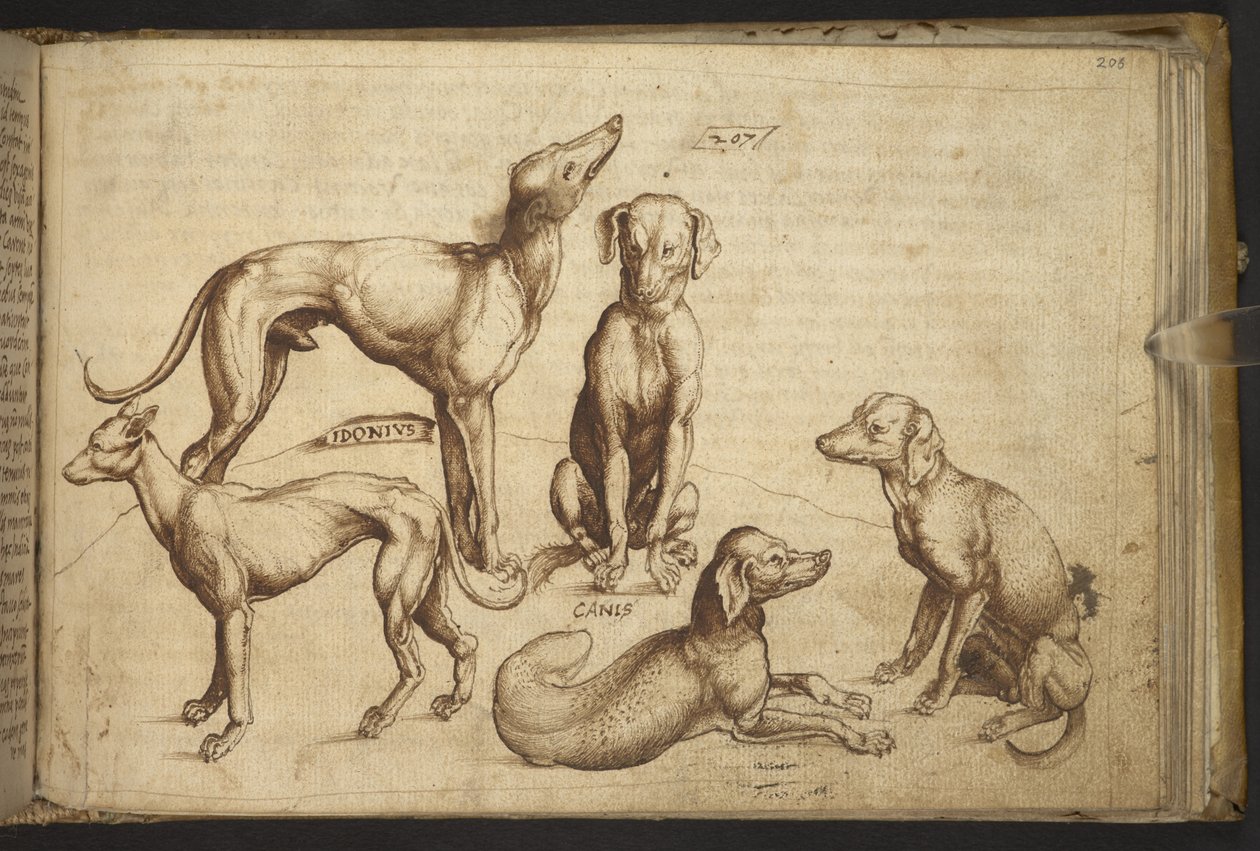 Chiens de différentes races (