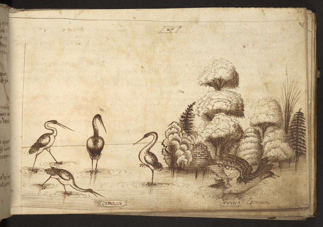 Oiseaux échassiers (