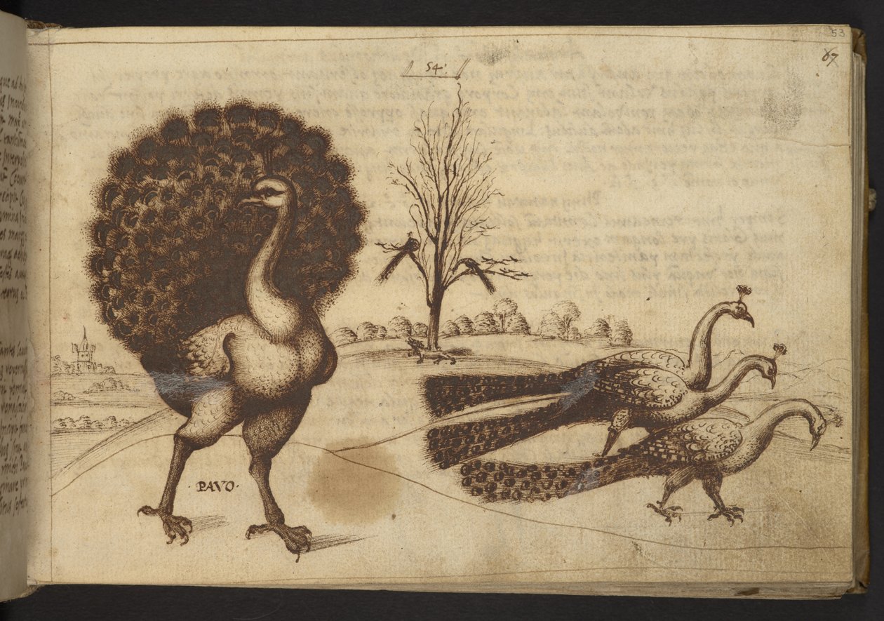 Add. 82955, f.53 Paons (