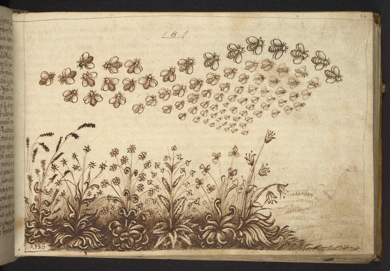 Abeilles (