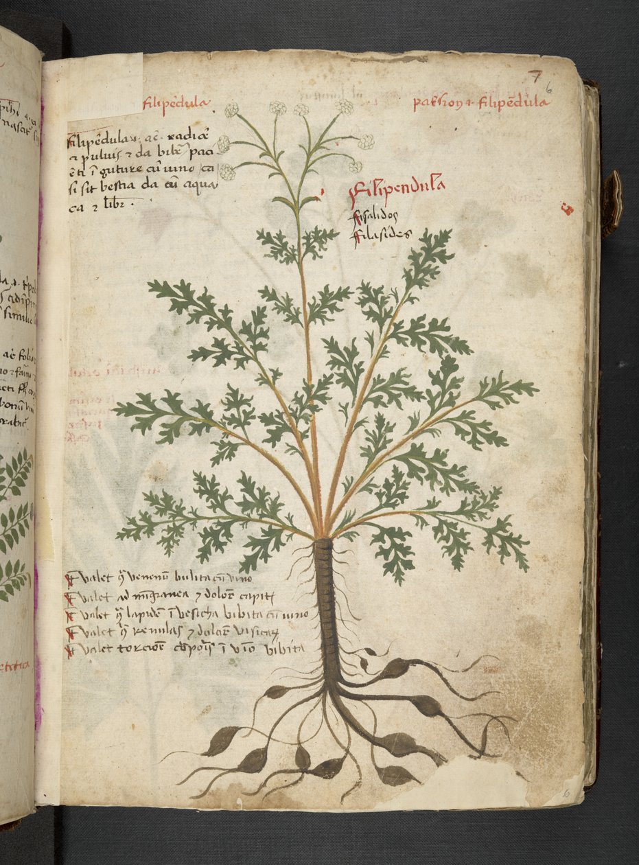Un herbier, Belluno - Italian School