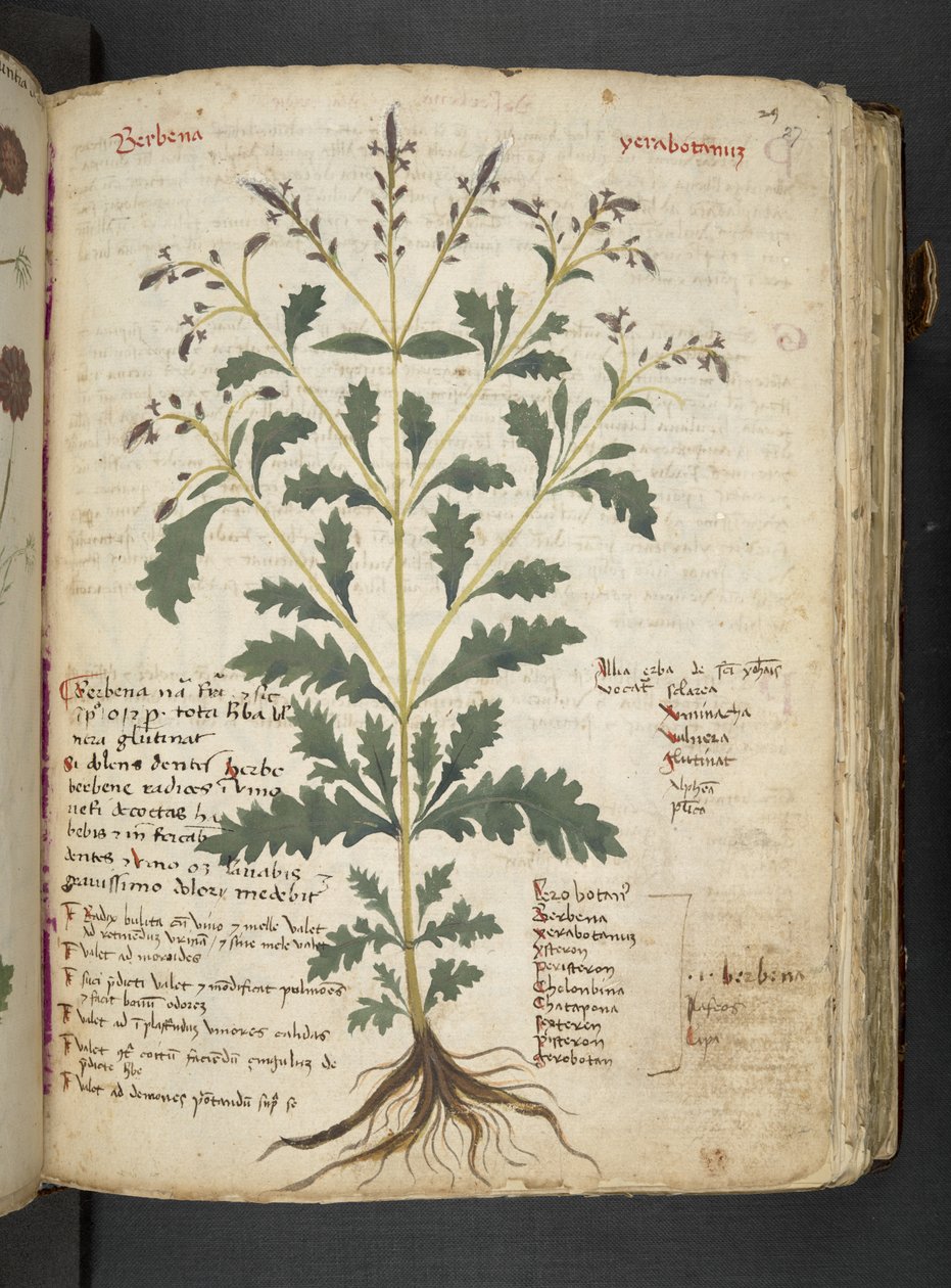 Un herbier, Belluno - Italian School