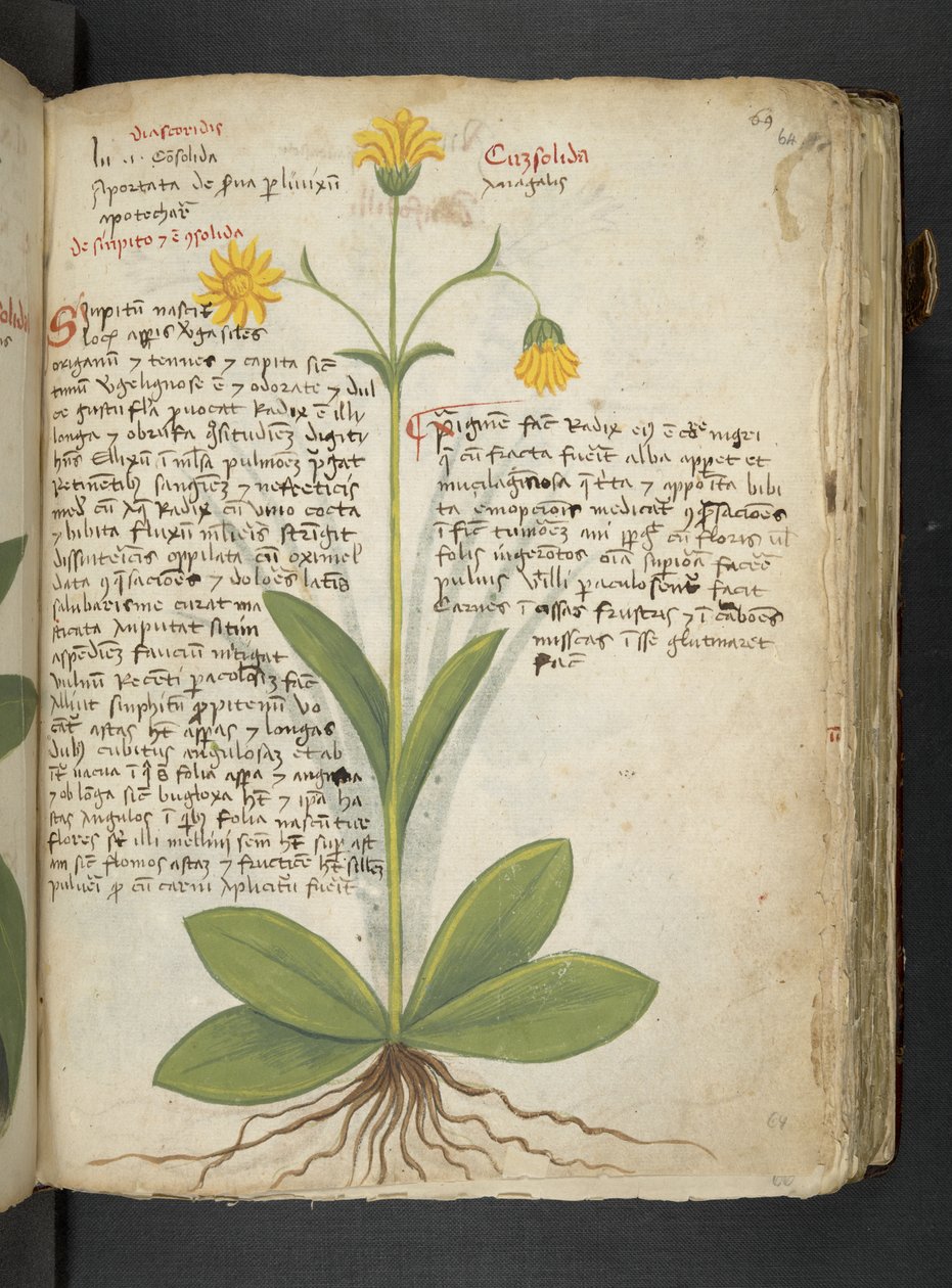 Un herbier, Belluno - Italian School