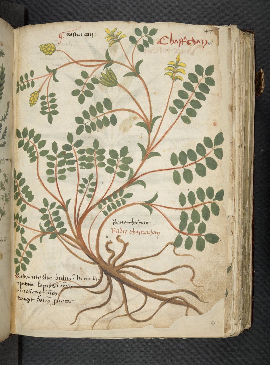Un herbier, Belluno - Italian School