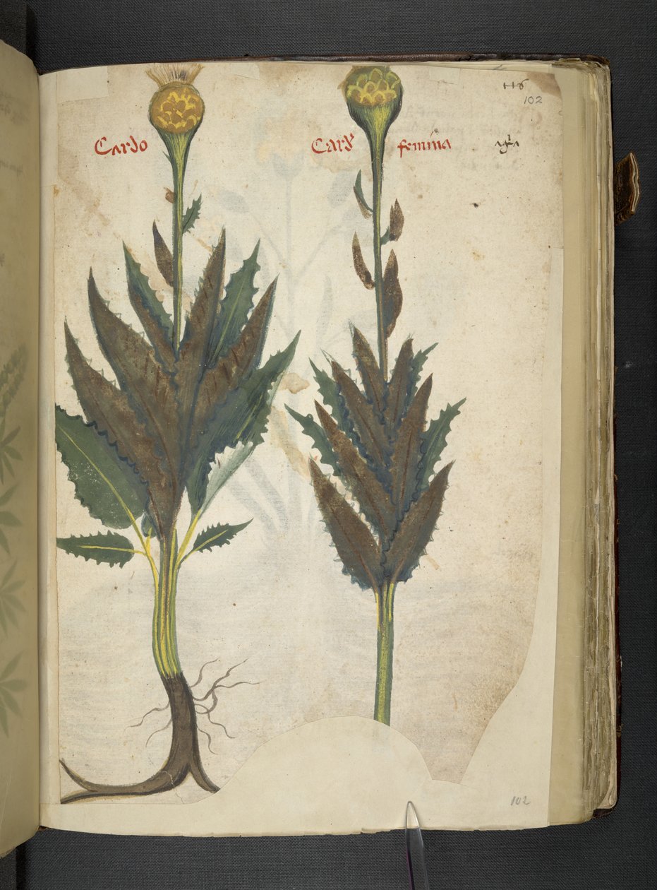 Cardo, 