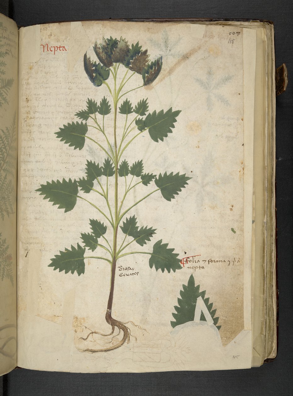 Add MS 41623 f.115r Nepta, de 