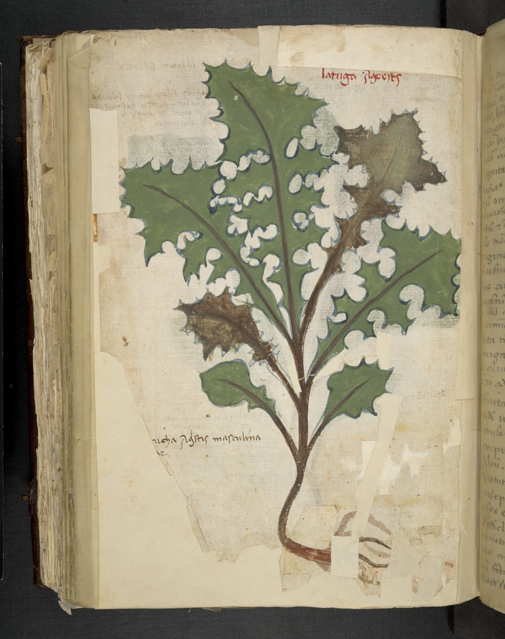 Feuille de pissenlit, d