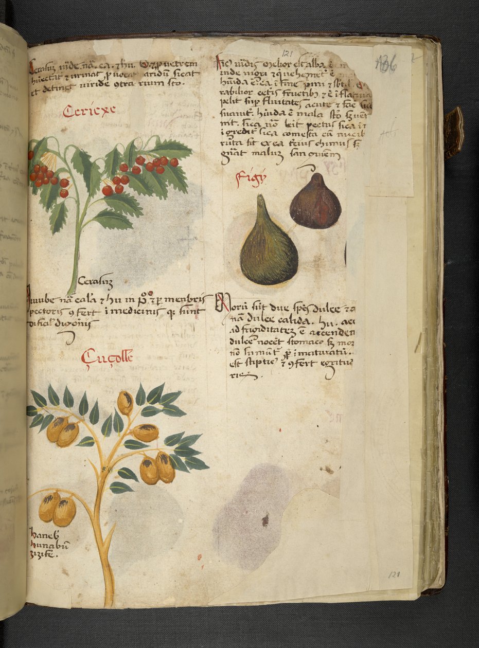 Arbres fruitiers et figues, de 