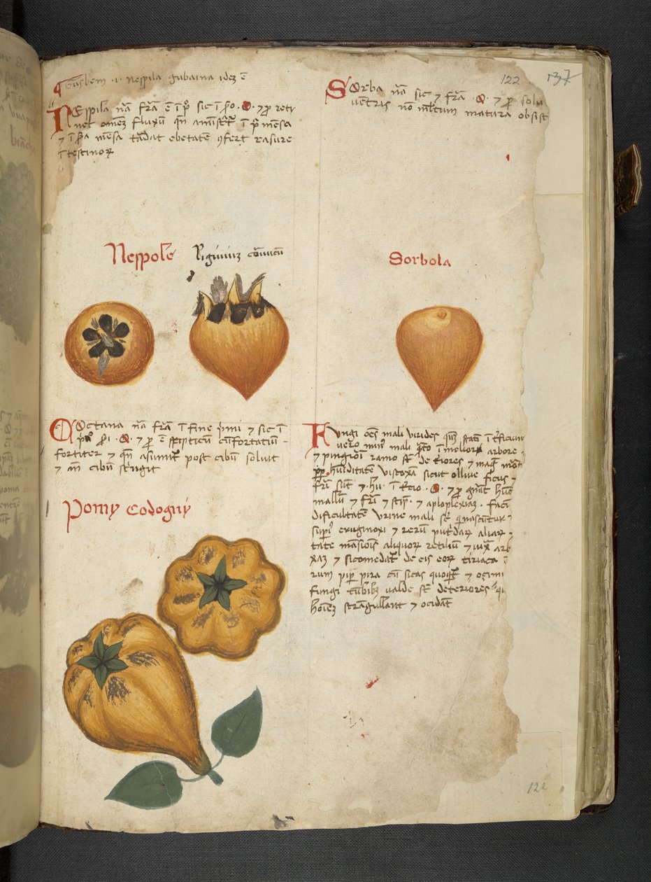 Pere Cotogne et Sorbo, d