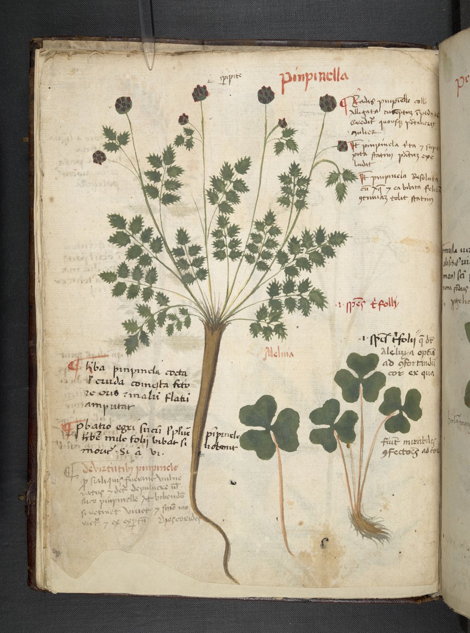 Un herbier, Belluno - Italian School