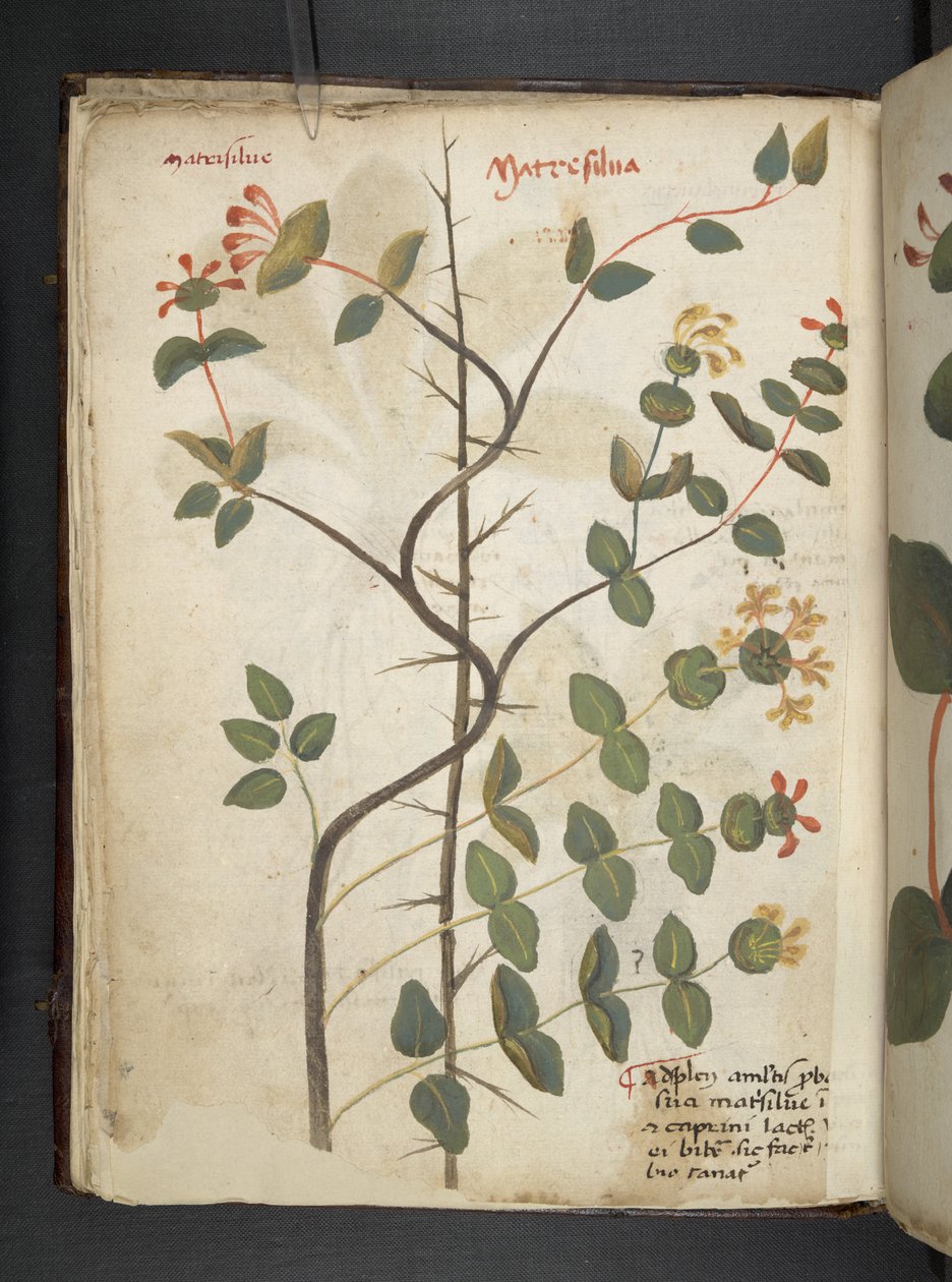 Un herbier, Belluno - Italian School