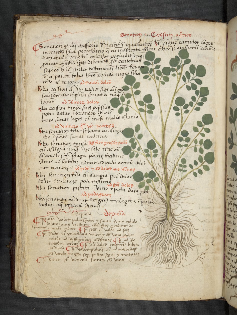 Add MS 41623 f.32v 