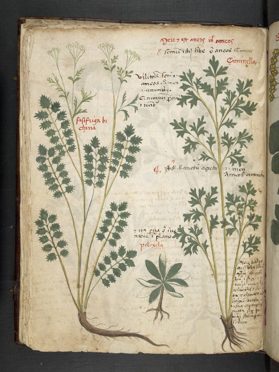 Add MS 41623 f.33v 