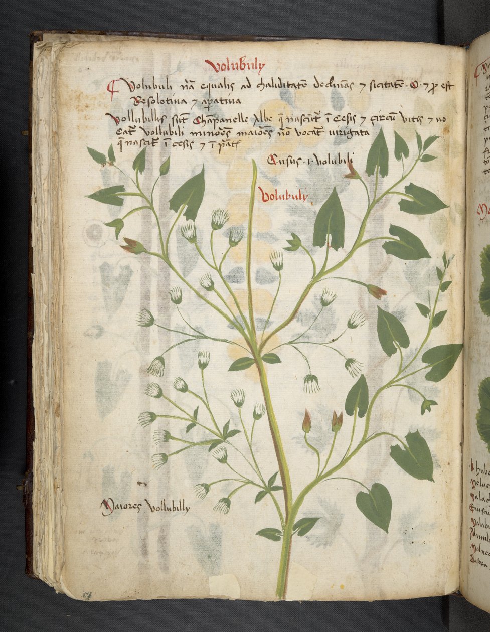 Add MS 41623 f.75v 