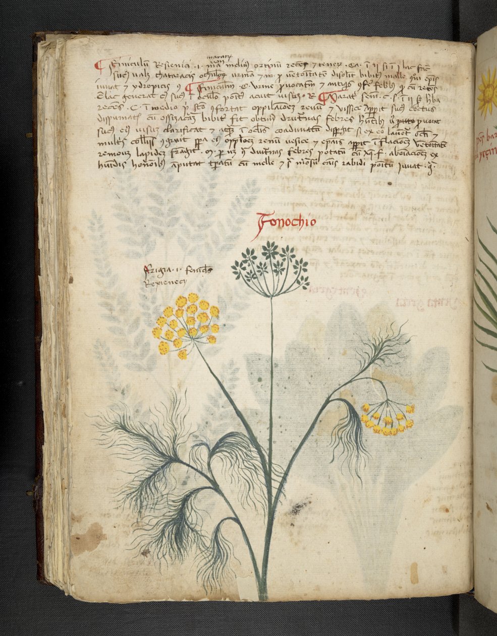 Add MS 41623 f.84v Fenouil, d