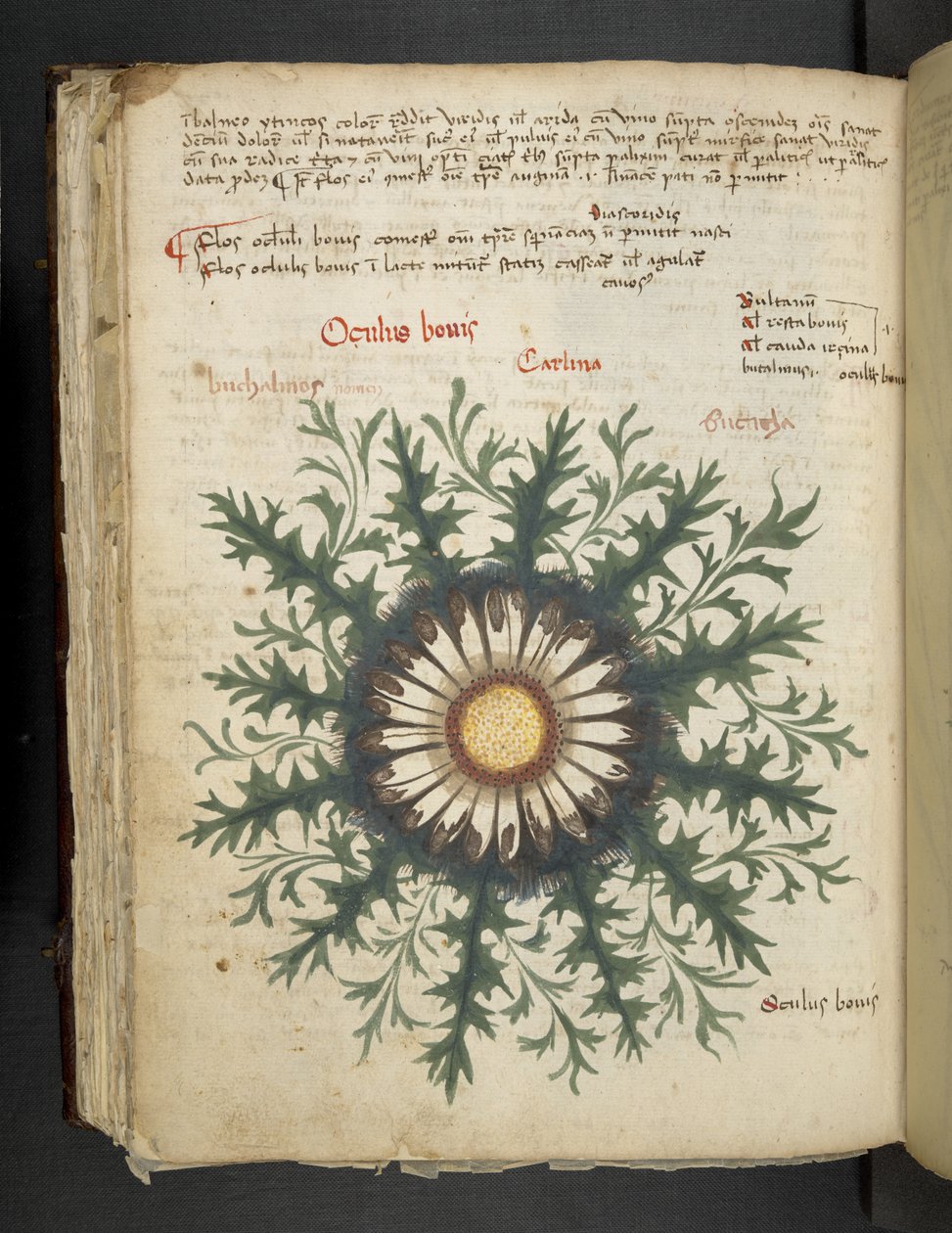 Add MS 41623 f.97v Carlina, de 