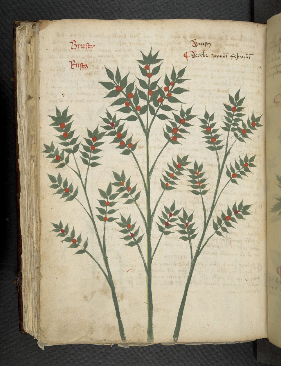 Add MS 41623 f.99v 