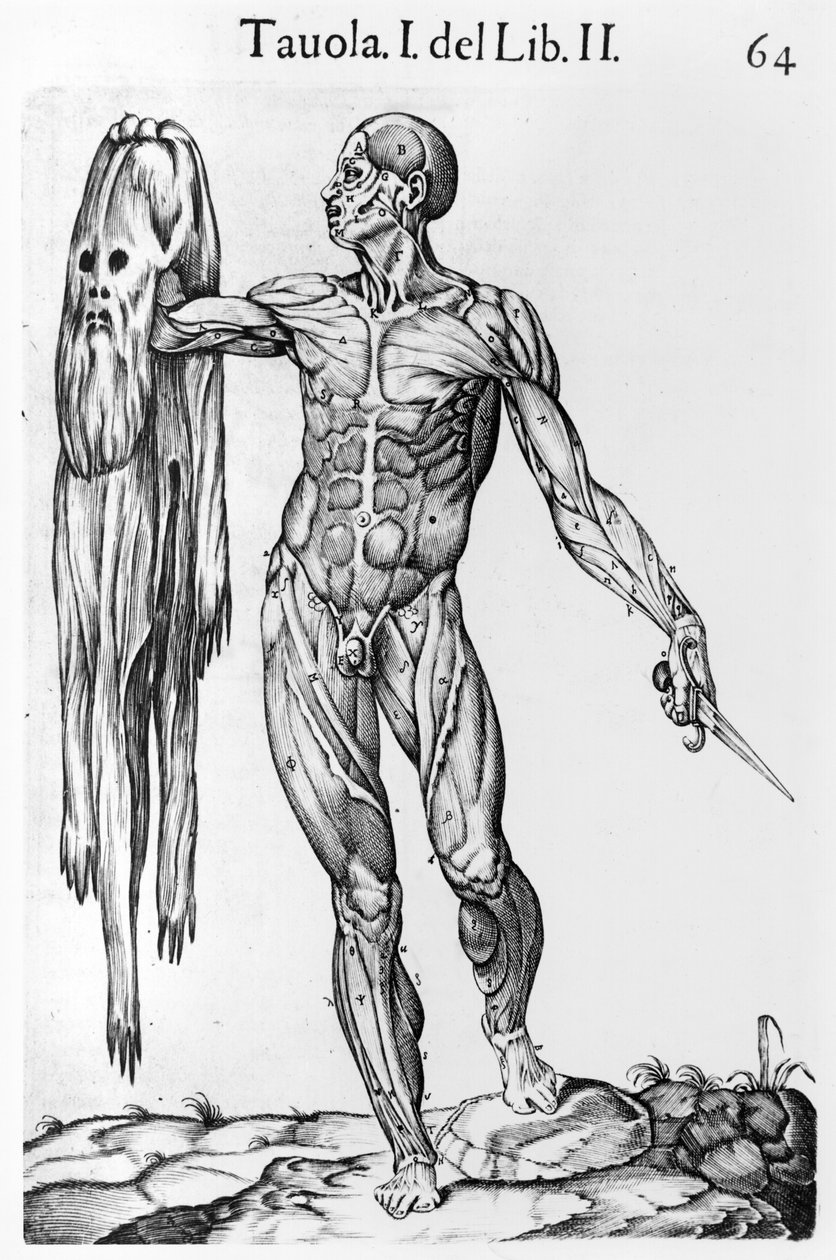 Étude anatomique, planche 64, illustration de Anatomia del corpo humano par Juan de Valverde (c.1525-c.1587) Rome, 1560 - Italian School