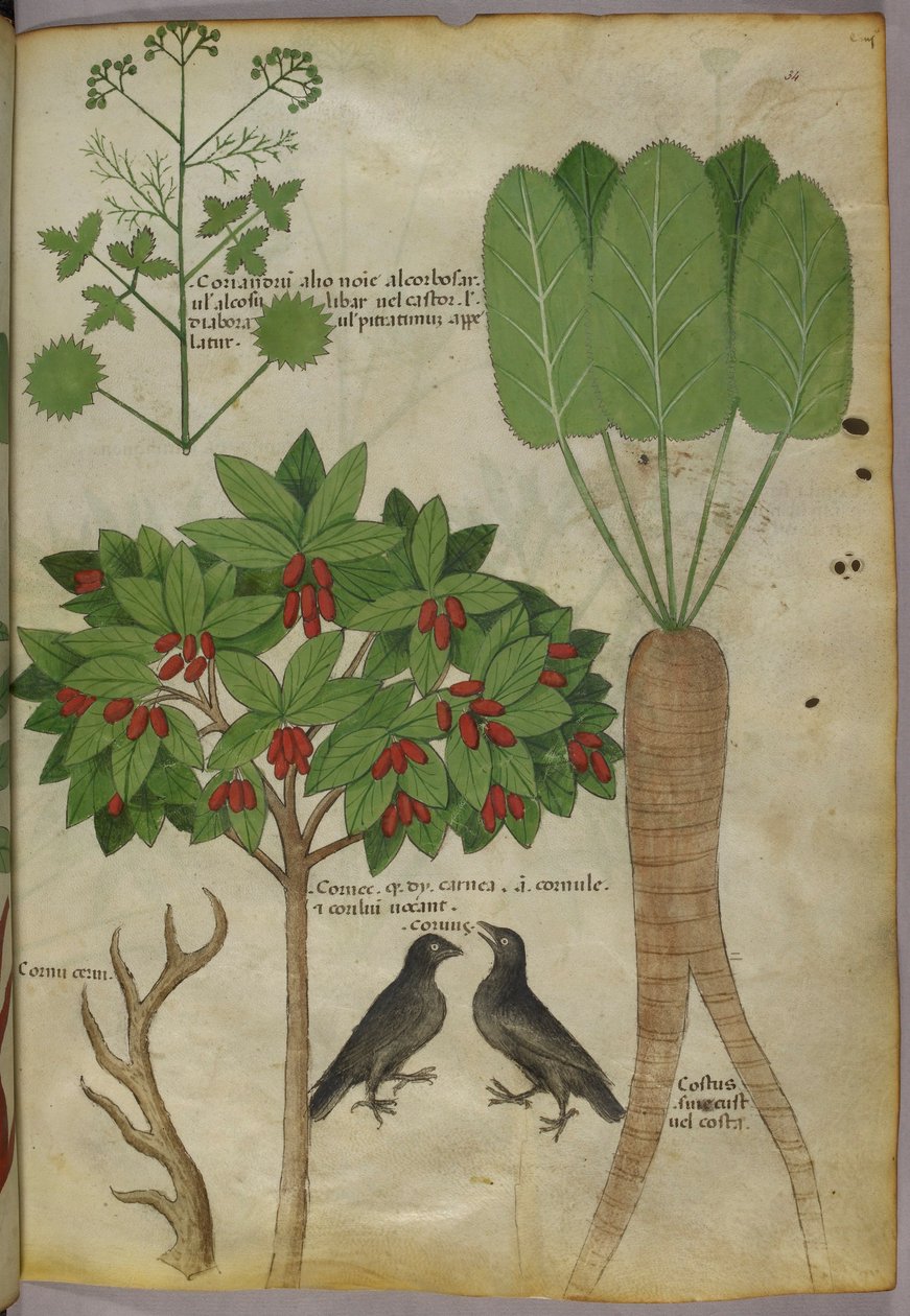 Illustration botanique de plantes et d