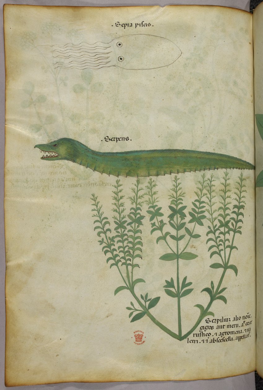 Illustration botanique et animalière d