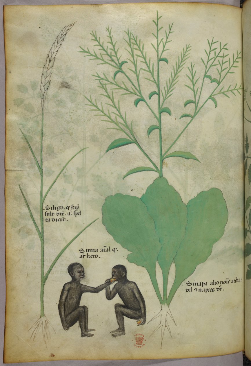 Illustration botanique et animalière d
