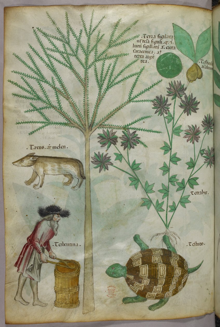 Illustration botanique et animalière de plantes, d