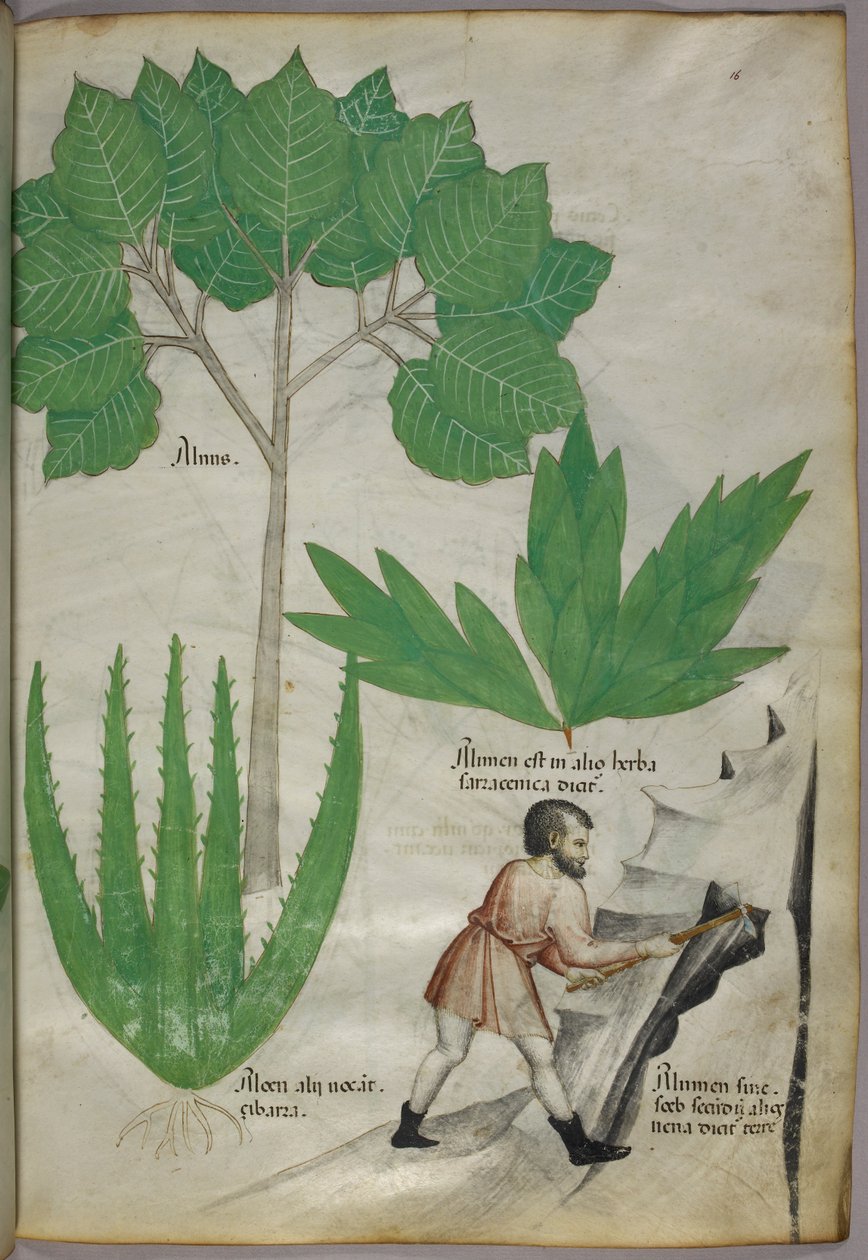Illustration botanique d