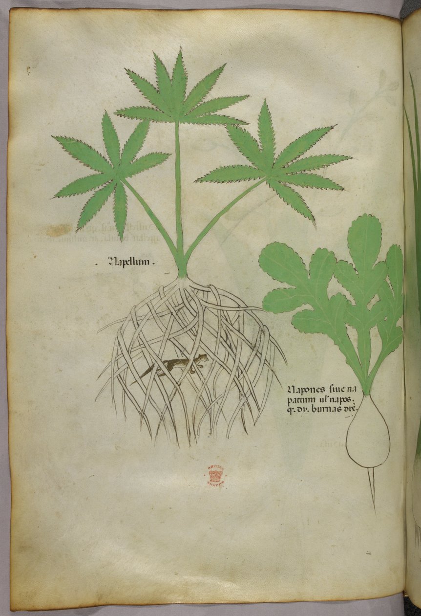Illustration botanique, vers 1440 (encre et couleur sur vélin) - Italian School