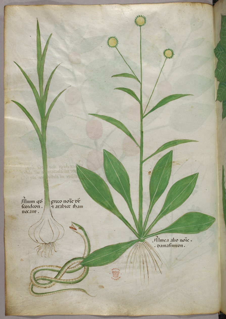 Illustration botanique, vers 1440 (encre et couleur sur vélin) - Italian School