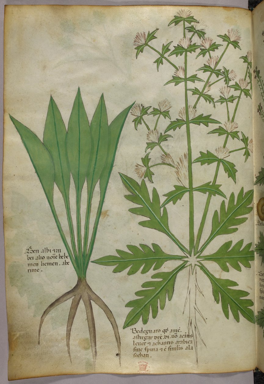 Illustration botanique, vers 1440 (encre et couleur sur vélin) - Italian School