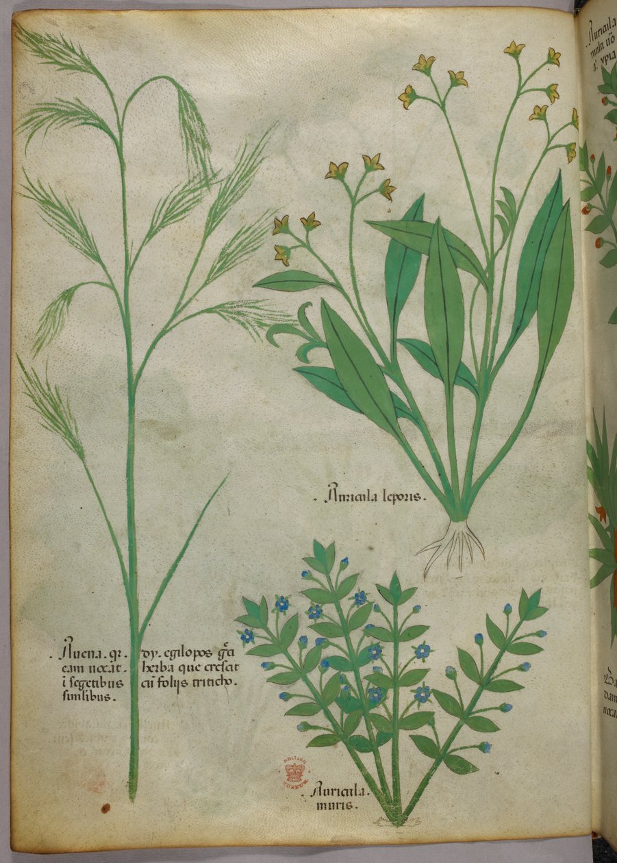 Illustration botanique, vers 1440 (encre et couleur sur vélin) - Italian School