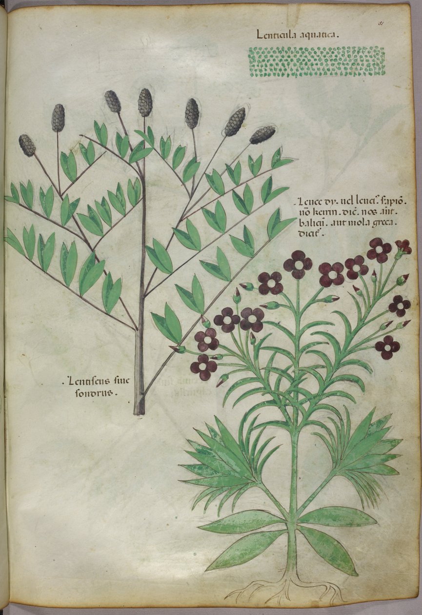Illustration botanique, vers 1440 (encre et couleur sur vélin) - Italian School