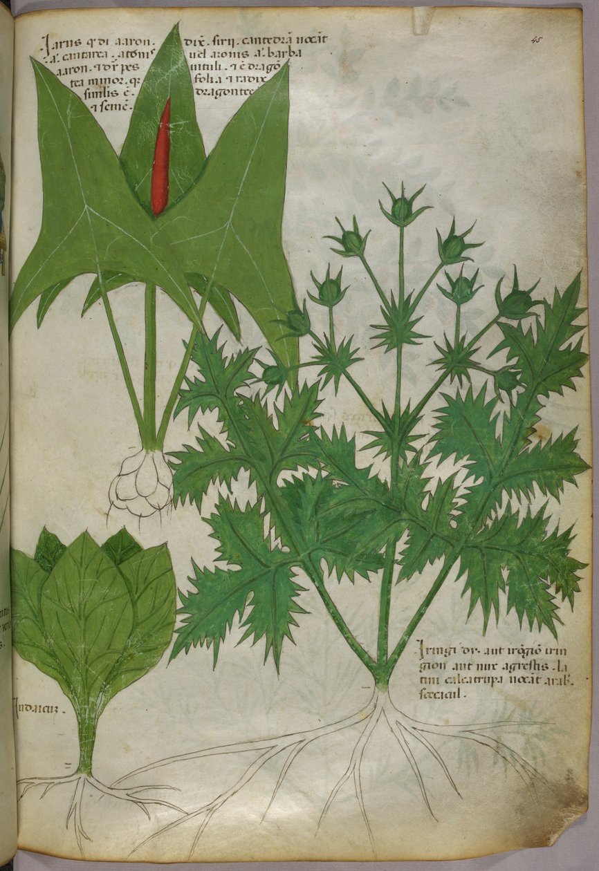 Illustration botanique, vers 1440 (encre et couleur sur vélin) - Italian School